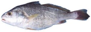 Sharp Tooth Hammer Croaker