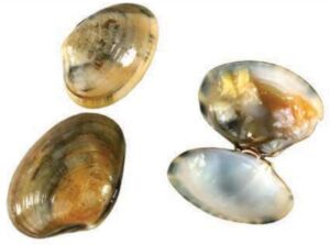 Short Neck Clam / Yellow Foot Clam