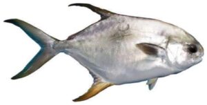 Silver Pompano