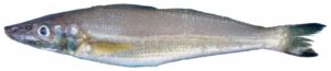 Silver Sillago / Sand Whiting