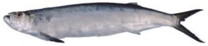 Smooth Wolf Herring