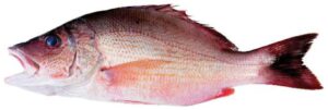 Snapper