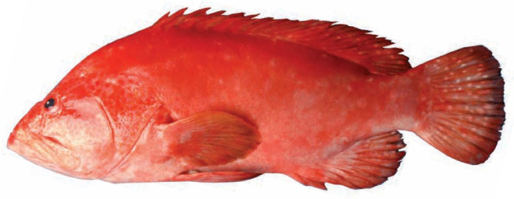 Tomato Banded Grouper