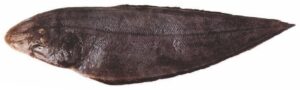 Tongue Sole