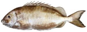 White Spotted Spine Foot