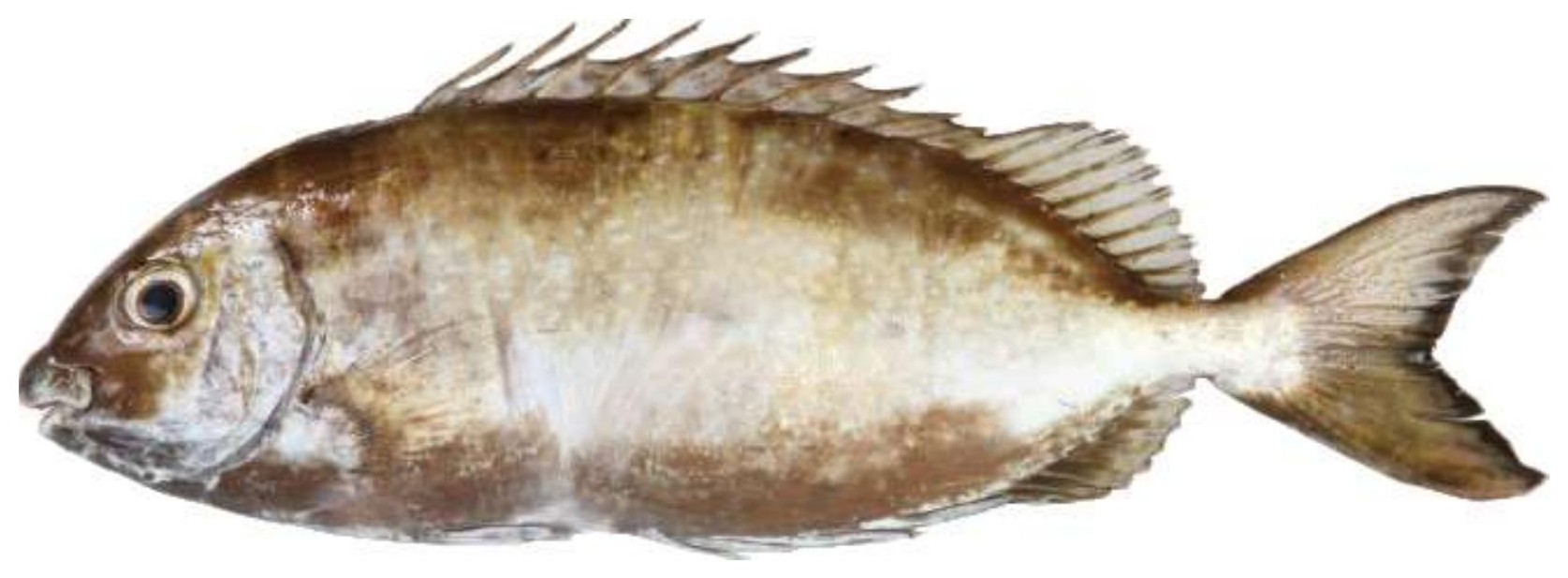 White Spotted Spine Foot